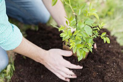 Hands planting a small tree