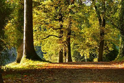 Beech trees in autumn