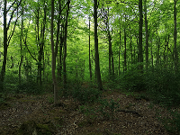 Chopwell Wood forestry