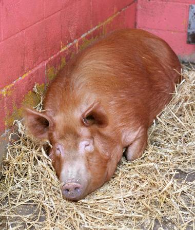 Pig at Bill Quay Farm