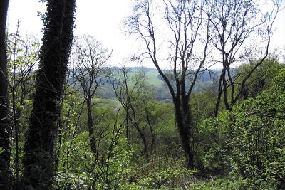 Thornley Woods