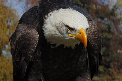 North East Falconry eagle