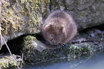 water vole LNRS