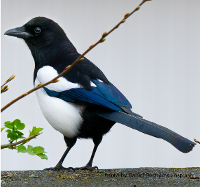 Image representing Bird Identification: A Family Craft Activity