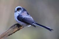 Image representing Shibdon Pond Bird Walk with Michael Turner