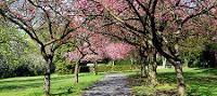 Saltwell Park blossom